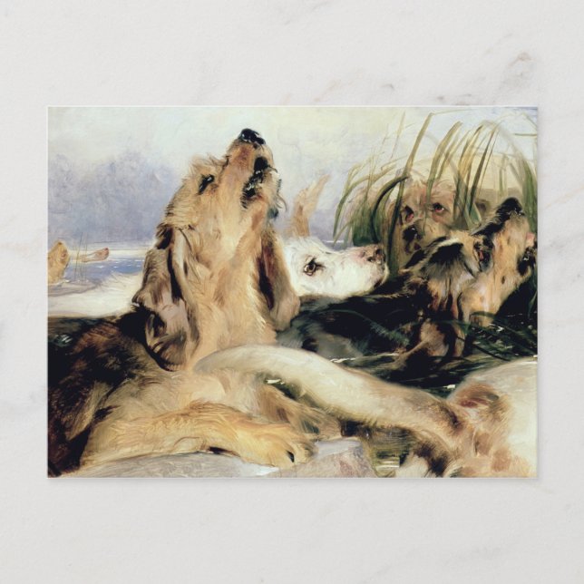 Otter Hounds Postkarte (Vorderseite)