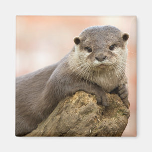 Otter Kühlschrankmagnet Magnet