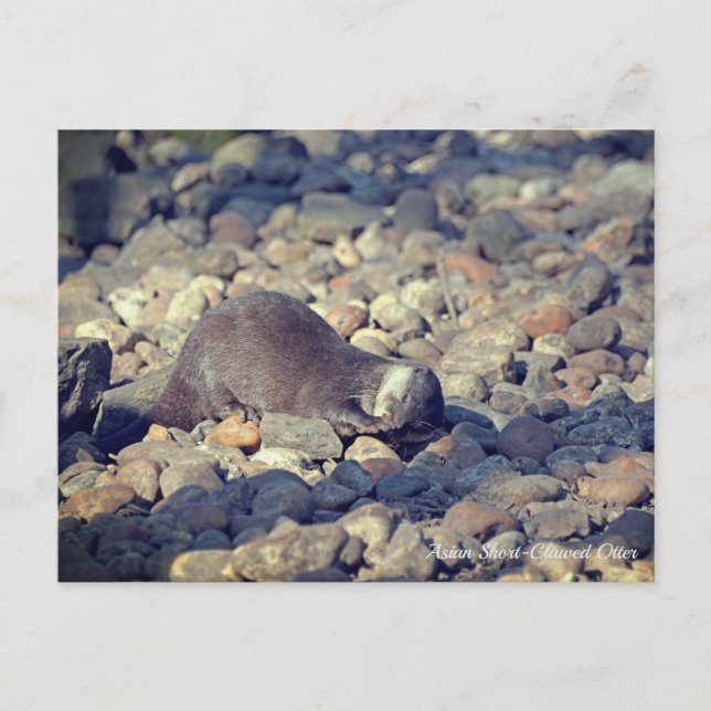 Otter Kurz Clawed in Drusillas Zoo in East Sussex Postkarte (Vorderseite)