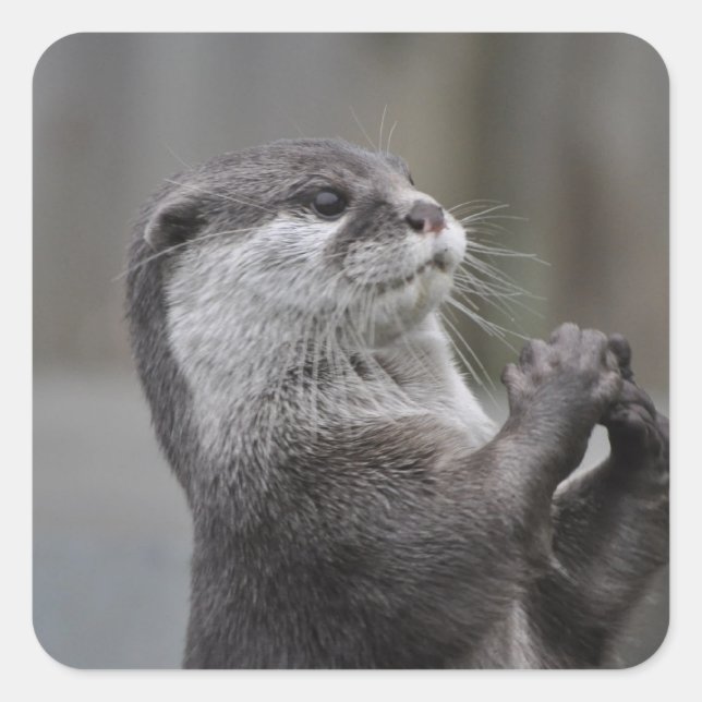 Otter Mastermind Stickers (Vorderseite)