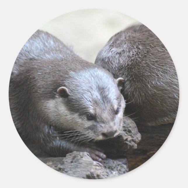 Otter Pair Stickers (Vorderseite)