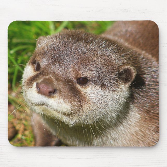 Otter-Porträt ....... Mousepad (Vorne)
