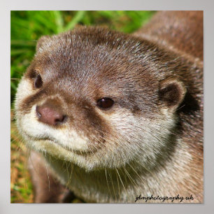 Otter-Porträt Poster