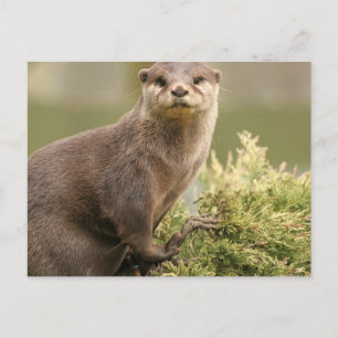 Otter Postcard Postkarte