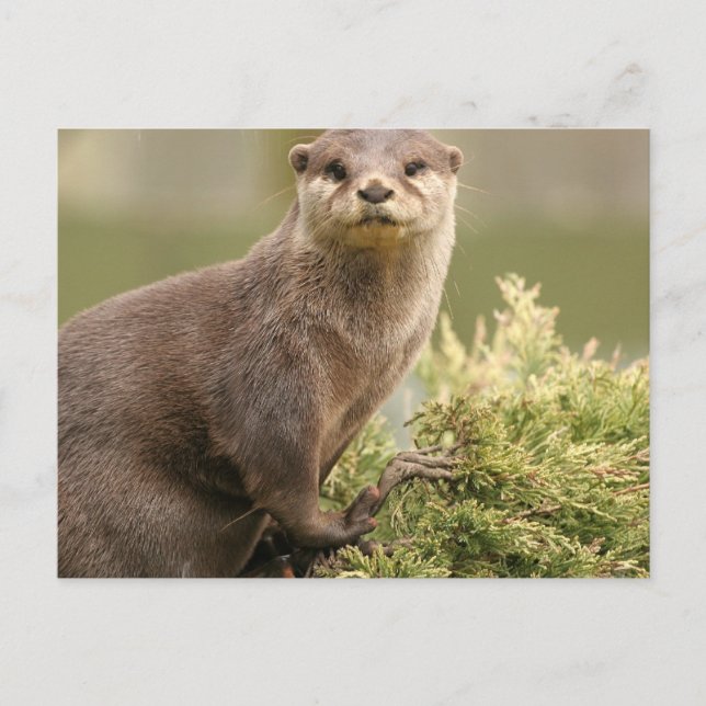 Otter Postcard Postkarte (Vorderseite)