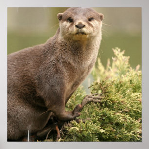 Otter Poster