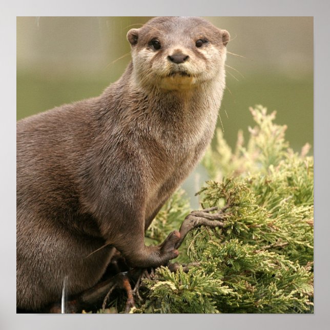 Otter Poster (Vorne)