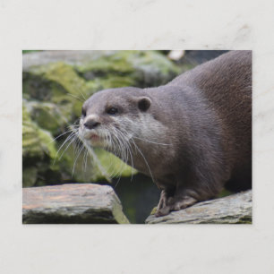 Otter Postkarte