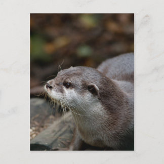 Otter Postkarte