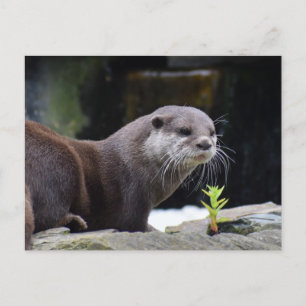 Otter Postkarte