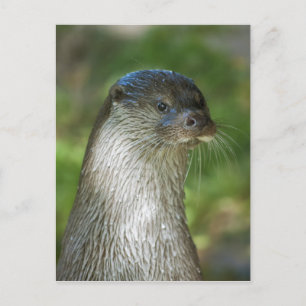 Otter Postkarte