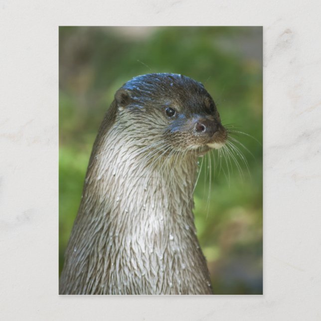 Otter Postkarte (Vorderseite)