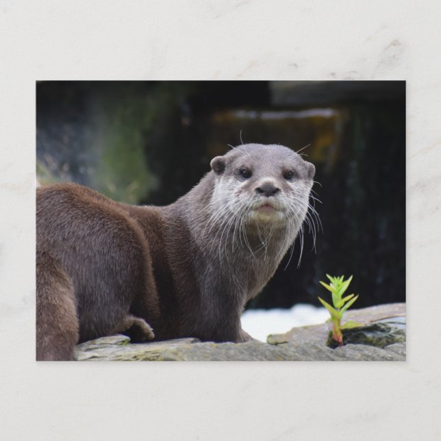 Otter Postkarte (Vorderseite)