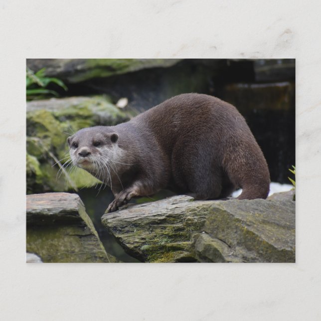 Otter Postkarte (Vorderseite)