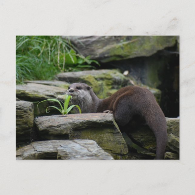 Otter Postkarte (Vorderseite)