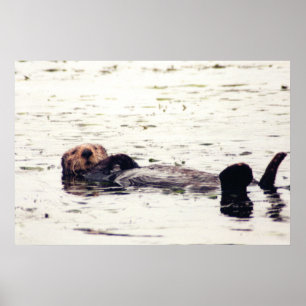 Otter Raft Poster