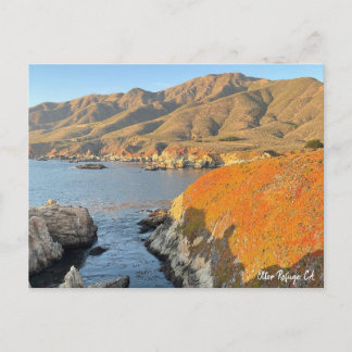 Otter Refuge, CA Postkarte