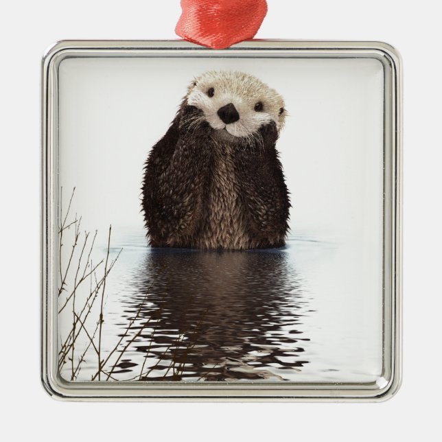 Otter Silbernes Ornament (Vorne)