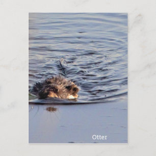 Otter Swimming Foto Postkarte