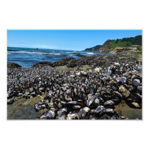 Otter Wappen Beach Oregon Fotodruck
