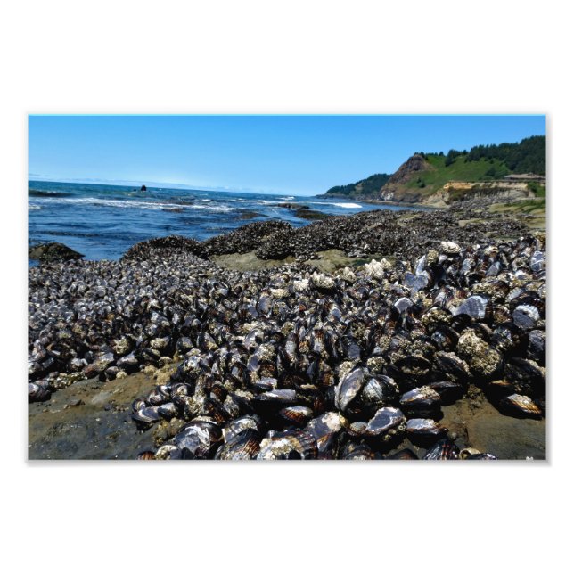Otter Wappen Beach Oregon Fotodruck (Vorne)