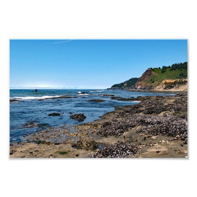 Otter Wappen Beach Oregon Fotodruck (Vorne)