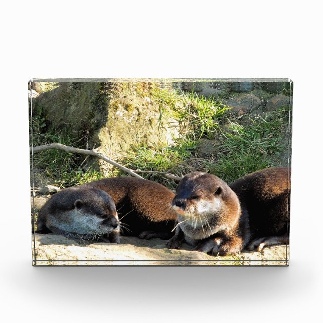 OTTERS FOTOBLOCK (Vorderseite)