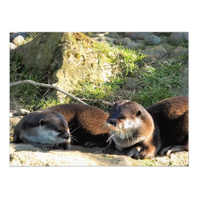 OTTERS FOTODRUCK (Vorne)