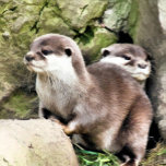 OTTERS GESCHENKBOX<br><div class="desc">Ein Aquarelldesign aus zwei sehr niedlichen kleinen Ottern.</div>