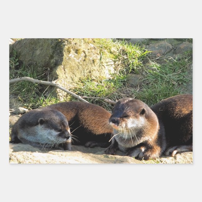 OTTERS GESCHENKPAPIER SET (Vorderseite)