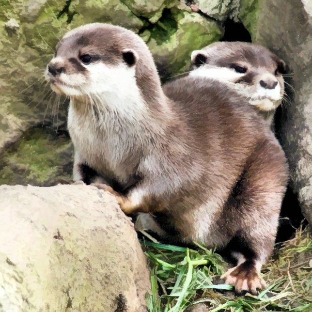 OTTERS KARTE (Von Creator hochgeladen)