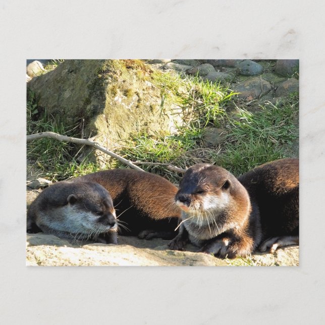 OTTERS POSTKARTE (Vorderseite)