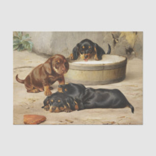 Otto Bache Dackel Welpen Seidenpapier