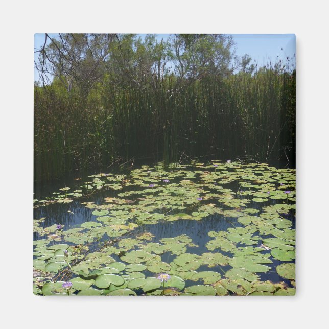 Outback Lily Pads Magnet (Vorne)