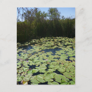 Outback Lily Pads Postkarte