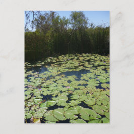 Outback Lily Pads Postkarte