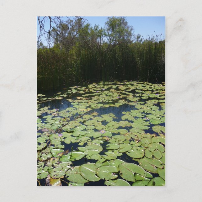 Outback Lily Pads Postkarte (Vorderseite)