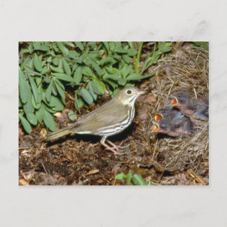 Ovenbird mit jungen postkarte