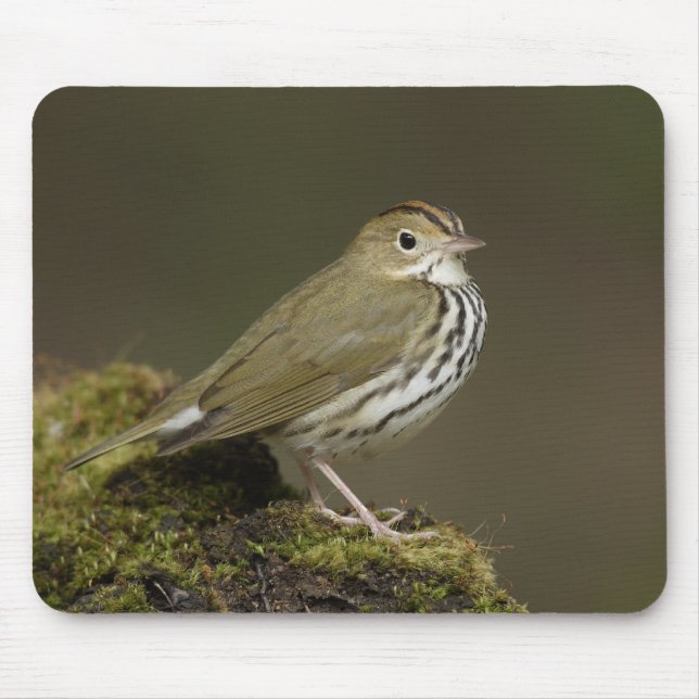 Ovenbird Mousepad (Vorne)