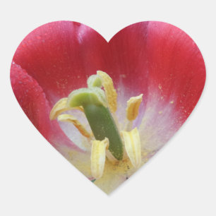 Overblown Tulip Blume Heart Sticker