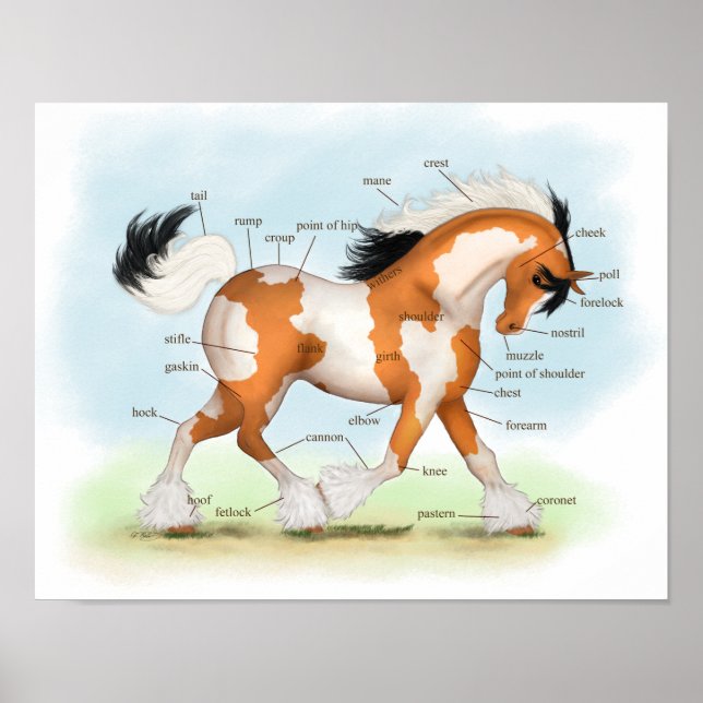 Overo Sinti und Roma Horse Reittier Anatomie Poste Poster (Vorne)