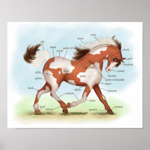 Overo Skewbald Horse Reittiere Anatomie Poster