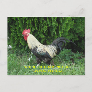 Oviedo-Huhn-Postkarte Postkarte