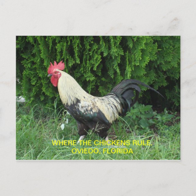 Oviedo-Huhn-Postkarte Postkarte (Vorderseite)