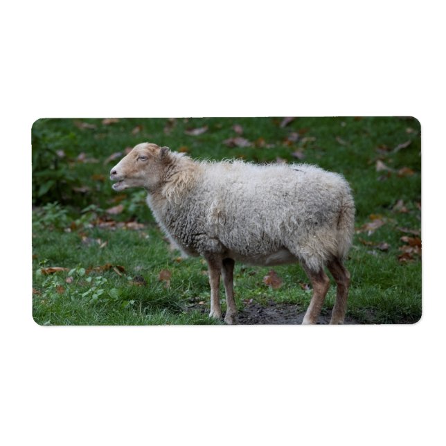 Ovis aries (Vorne)