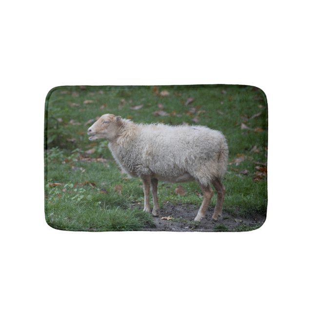 Ovis aries badematte (Vorderseite)