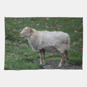 Ovis aries geschirrtuch