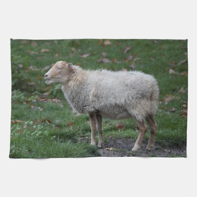 Ovis aries geschirrtuch (Horizontal)