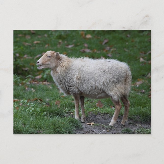 Ovis aries postkarte (Vorderseite)