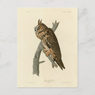 Owl aus Audubons Vögeln von Amerika Postkarte